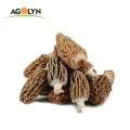 AGOLYN high quality Cultivated black morel mushroom